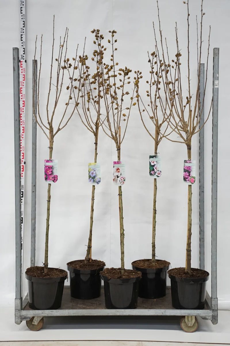 Hibiscus syriacus i sorter, 90 cm stam, C10 (10 liters kruka)