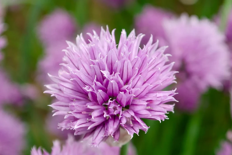 Allium schoenoprasum, 15-pack