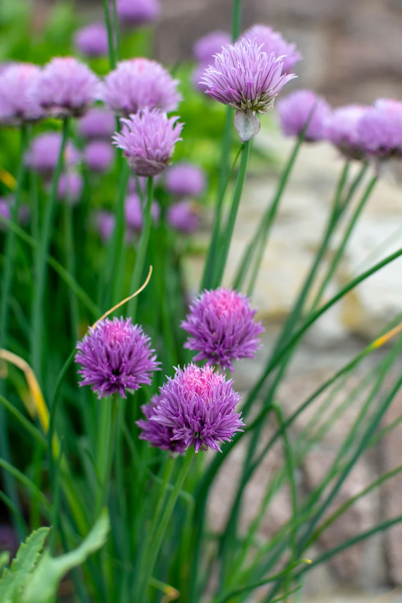 Allium 'Millenium', 6-pack