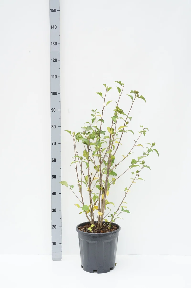 Hibiscus syr. 'Woodbridge' C2 (2 liters kruka)
