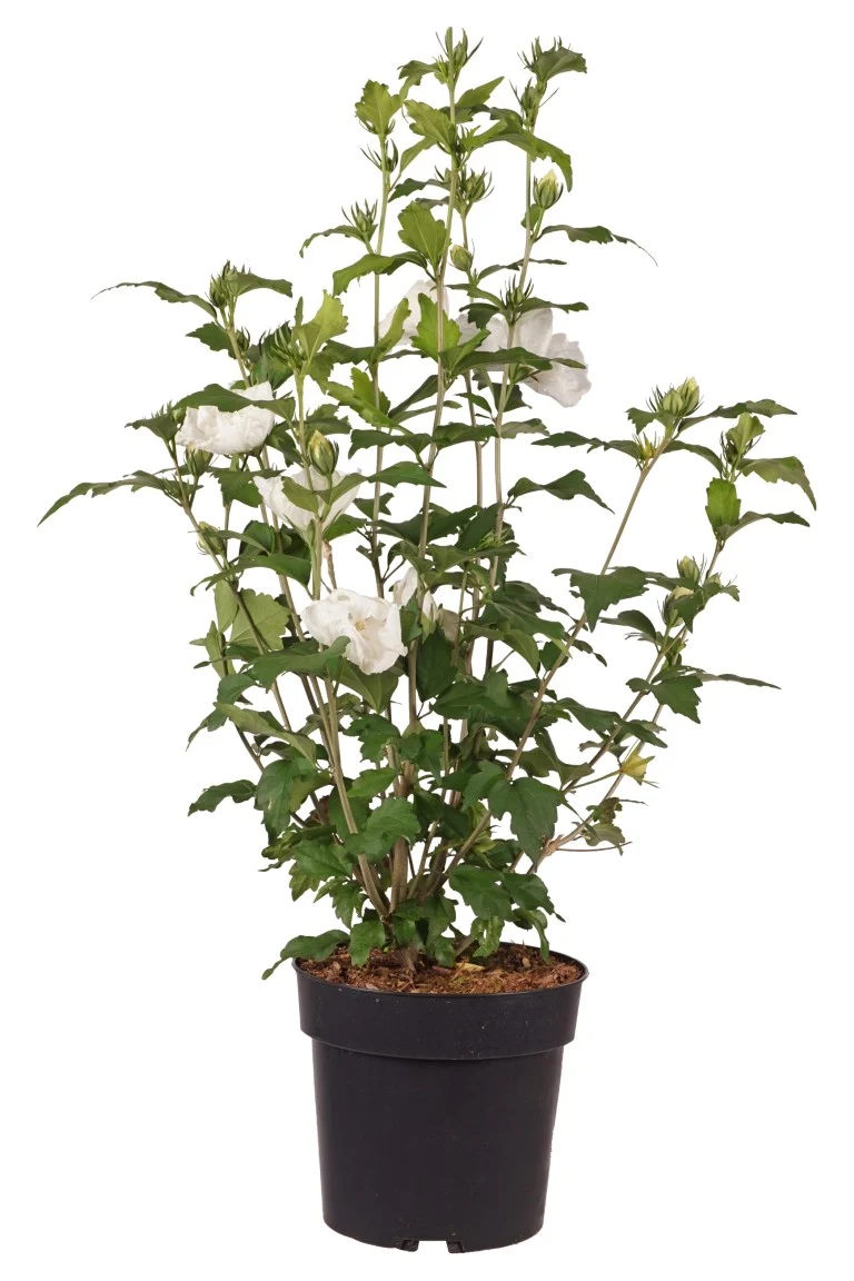 Hibiscus syriacus 'White Chiffon' C5 (5 liters kruka) 50-60 cm