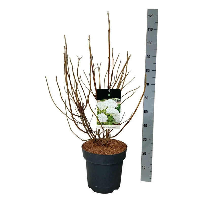 Hydrangea arborescens 'Strong Annabelle' C5 (5 liters kruka) 30-40 cm