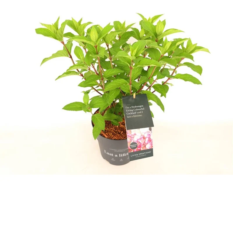 Hydrangea arb. 'Pink Annabelle' C3 (3 liters kruka) 30-40 cm
