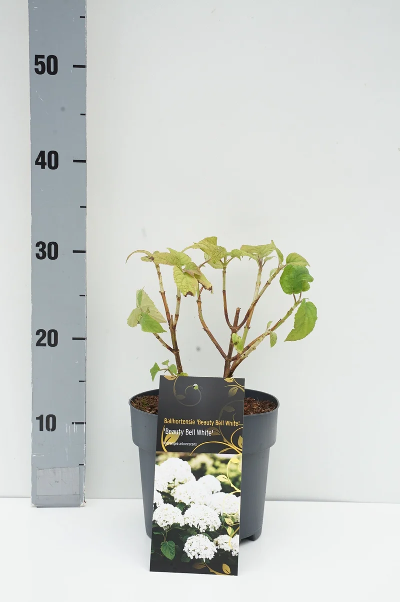 Hydrangea arb. 'Beauty Bell White' C2,5 (2,5 liters kruka)