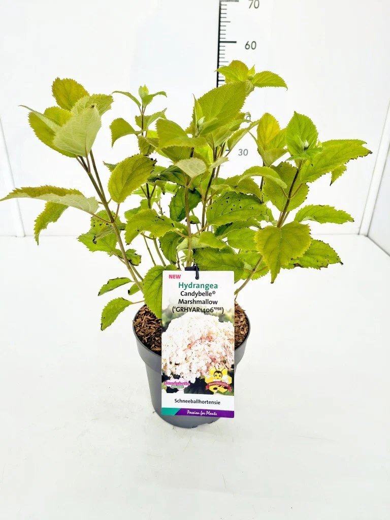 Hydrangea arb. 'Candybelle® Marshmallow' C5 (5 liters kruka) / 23 cm kruka 40-50 cm