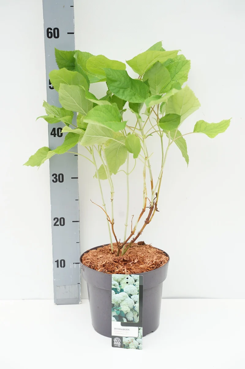 Hydrangea arb. 'Annabelle' C2 (2 liters kruka) 20-25 cm