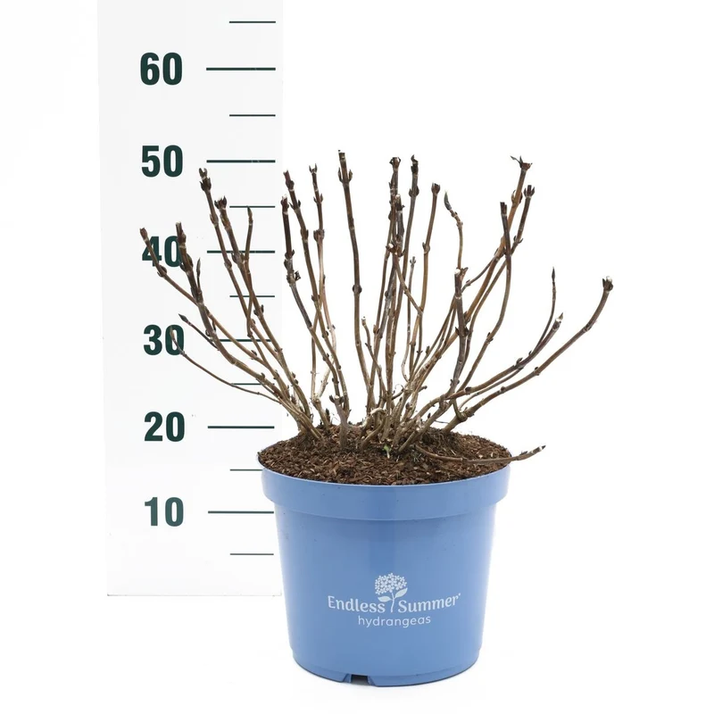 Hydrangea Endless Summer BloomStar® Blue C10 (10 liters kruka)