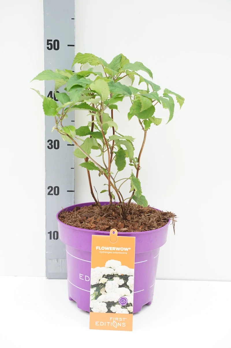 Hydrangea arb. 'FlowerWOW'® C5 (5 liters kruka) 30-50 cm