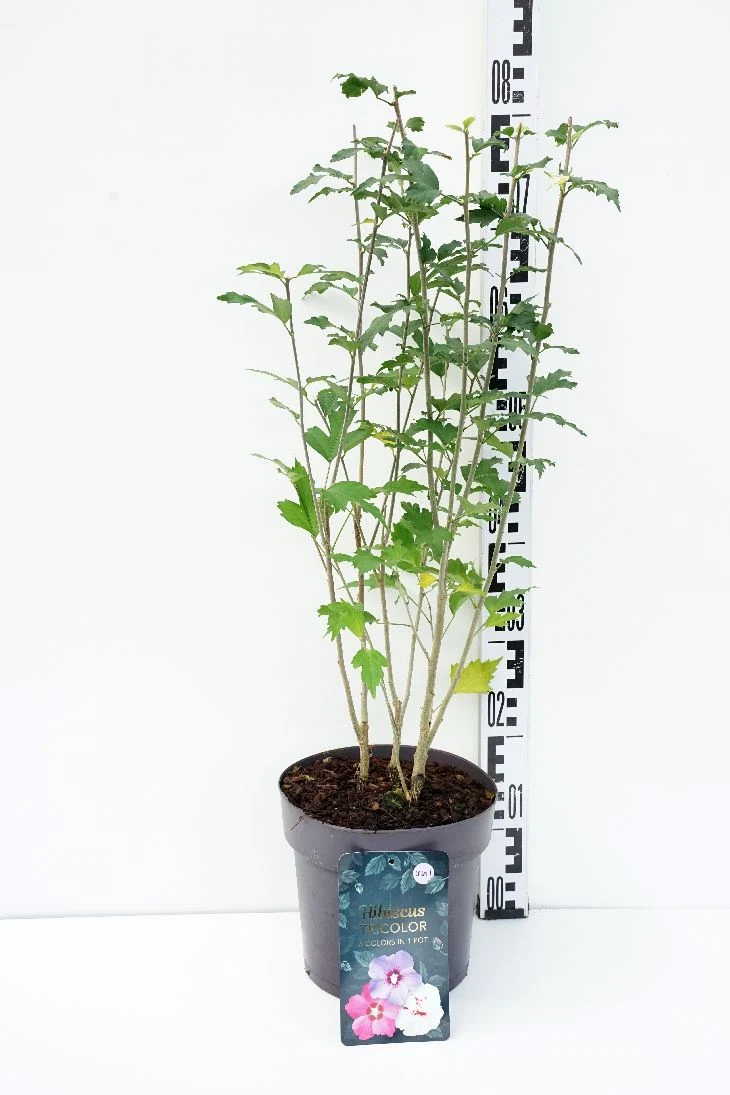 Hibiscus syriacus 'Tricolor' C5 (5 liters kruka) 40-50 cm