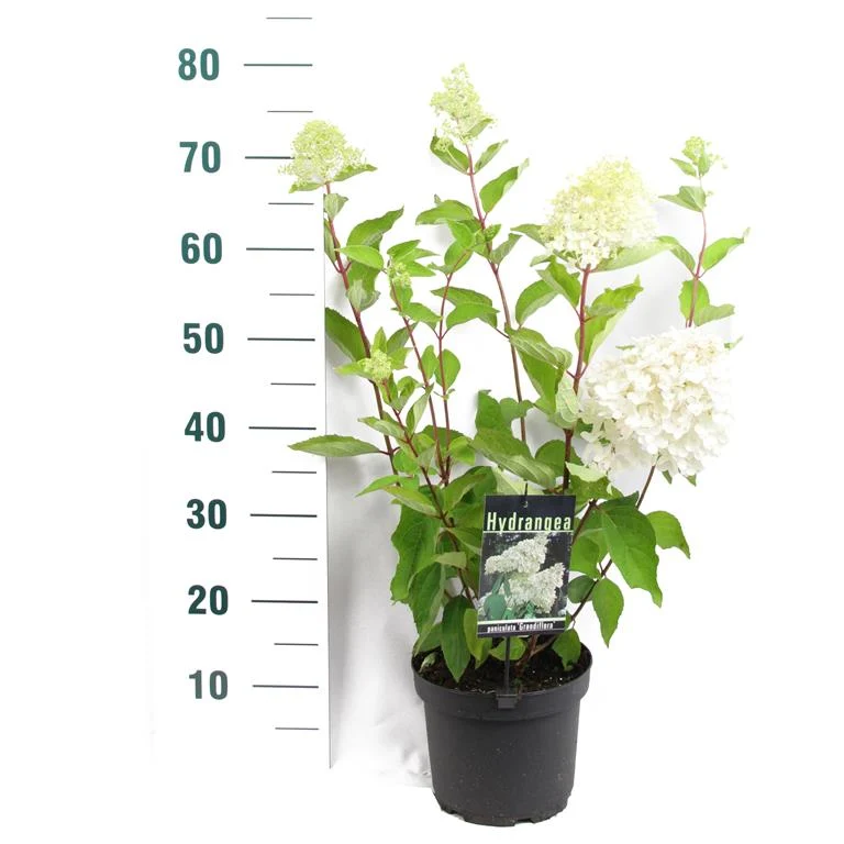 Vipphortensia Hydrangea pan. 'Grandiflora' C2 (2 liters kruka) 30-40 cm