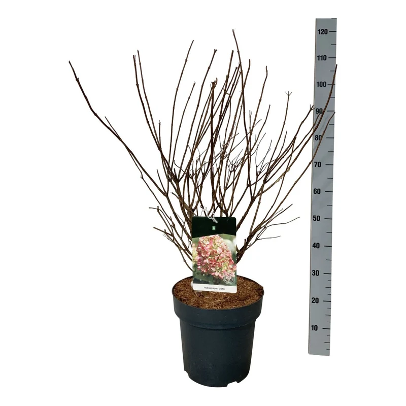 Hydrangea pan. 'Graffiti'® C15 (15 liters kruka) 60-80 cm