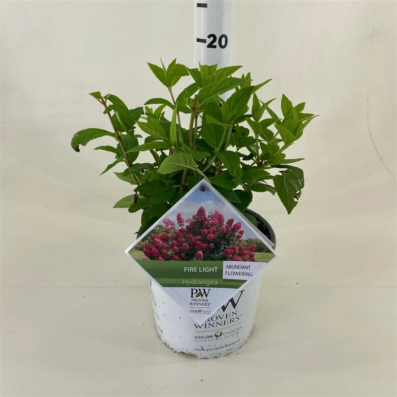 Syrenhortensia Hydrangea pan. 'Fire Light'® C3 (3 liters kruka) 30-40 cm