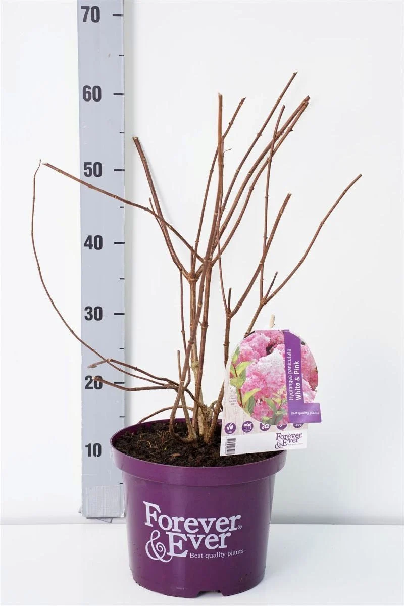 Hydrangea pan. 'Forever&Ever'® White Pink C5 (5 liters kruka) 30-40 cm