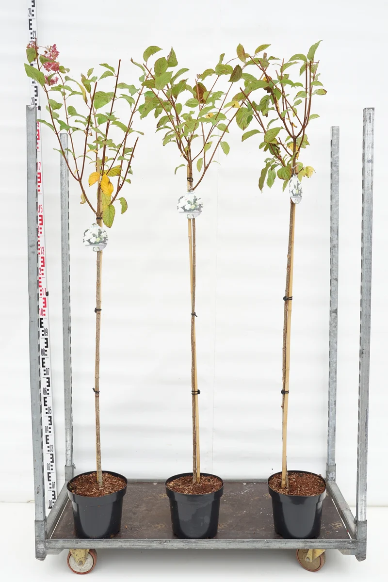 Hydrangea pan. 'Diamantino' 120 cm stam, C7,5 (7,5 liters kruka)