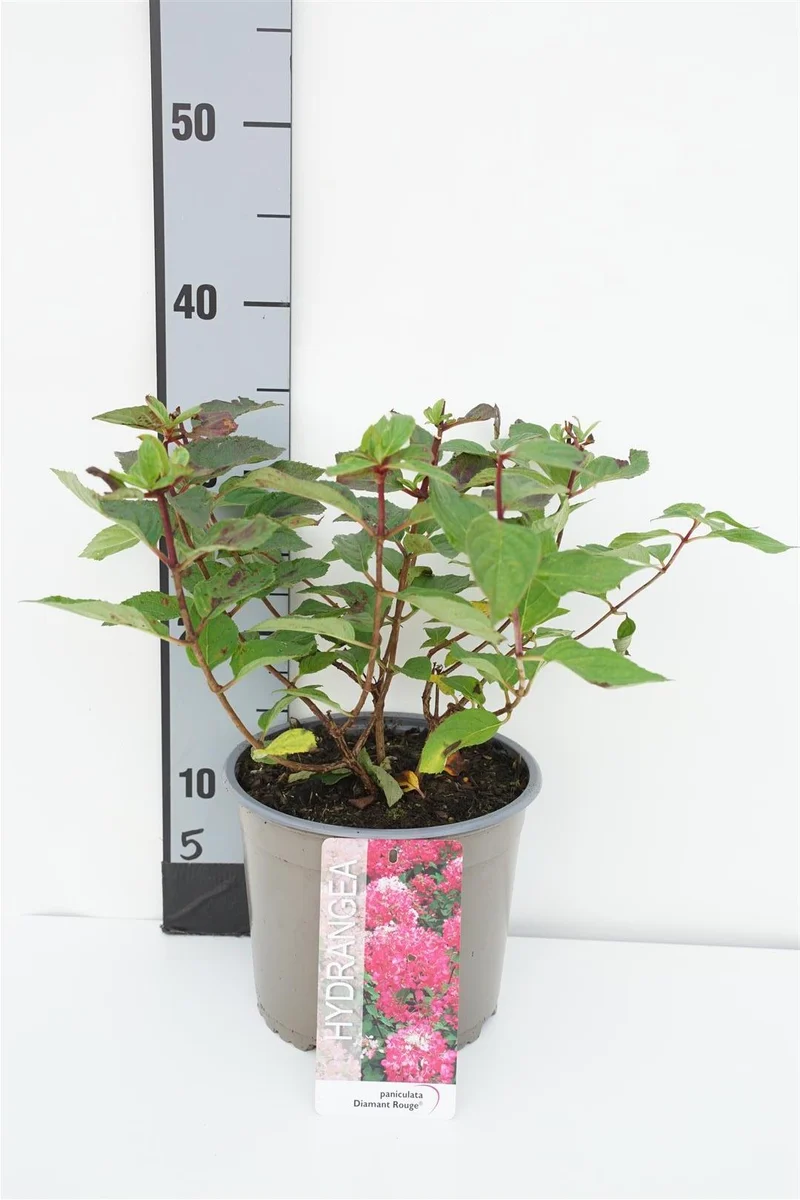Hydrangea pan. 'Diamond Rouge' C3 (3 liters kruka) / 19 cm kruka 30-40 cm