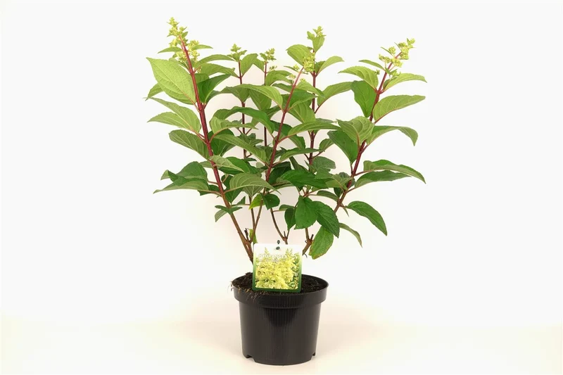 Vipphortensia Hydrangea pan. 'Candlelight' C3 (3 liters kruka) 30-40 cm