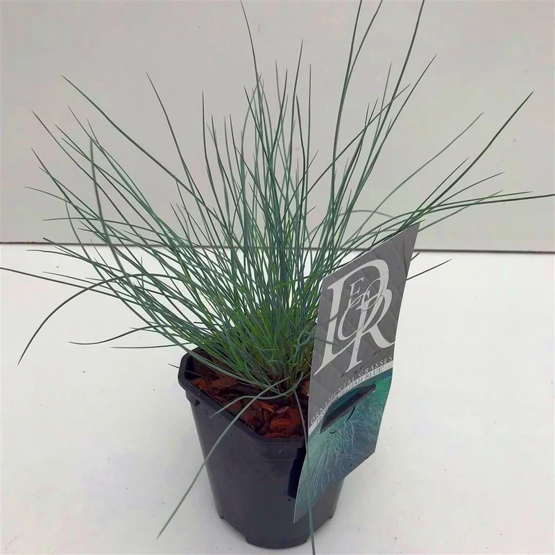 Festuca glauca 'Elijah Blue' C1 (1 liters kruka) / 13 cm kruka