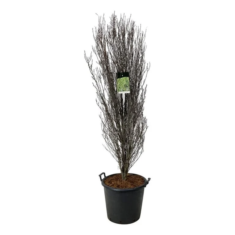 Frangula a. 'Fine Line' C25 (25 liters kruka) 125-150 cm