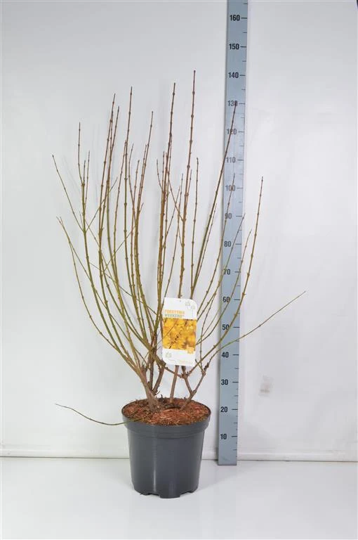 Forsythia int. 'Week-End' C7,5 (7,5 liters kruka) 80-100 cm