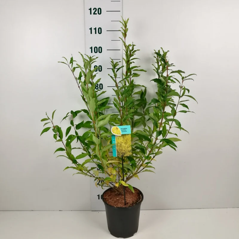 Forsythia int. 'Spectabilis' C2 (2 liters kruka) 40-60 cm