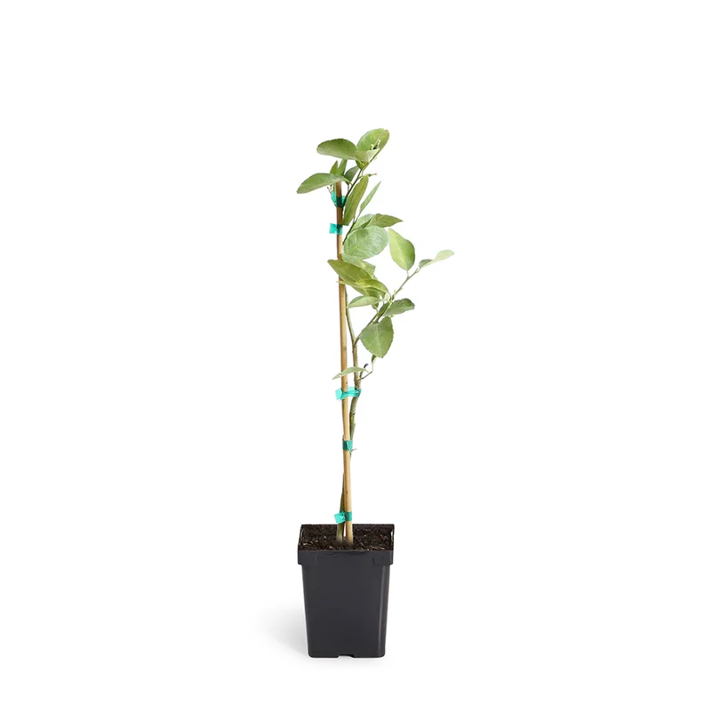 Persian 'Bearss' Lime Tree