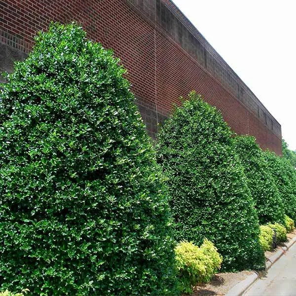 Nellie Stevens Holly Shrub
