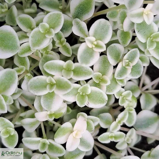 Sedum 'Little Missy' 12cm kruka