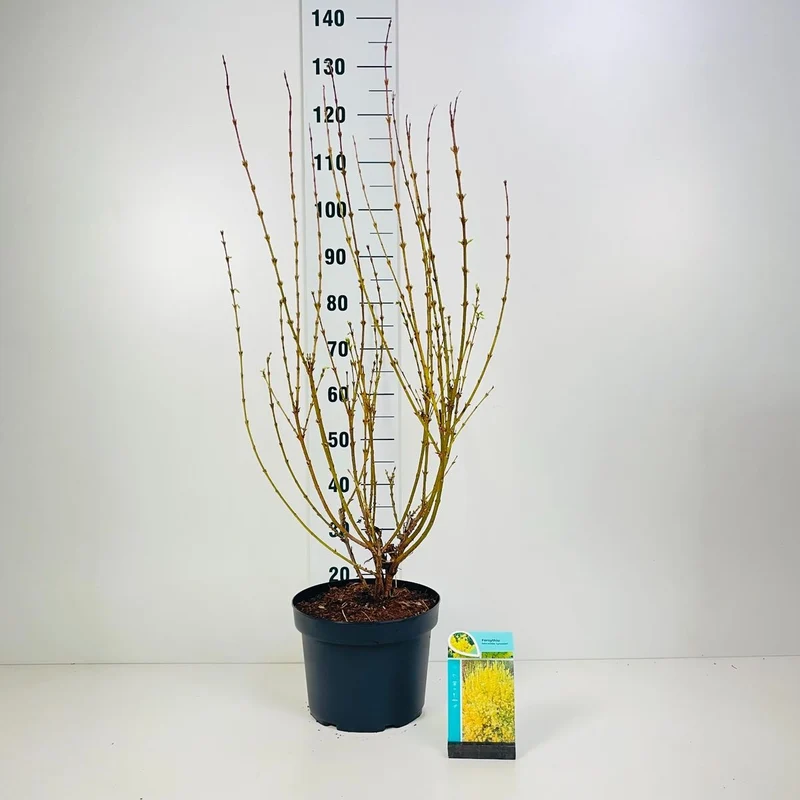 Forsythia int. 'Lynwood' C2 (2 liters kruka) 25-30 cm