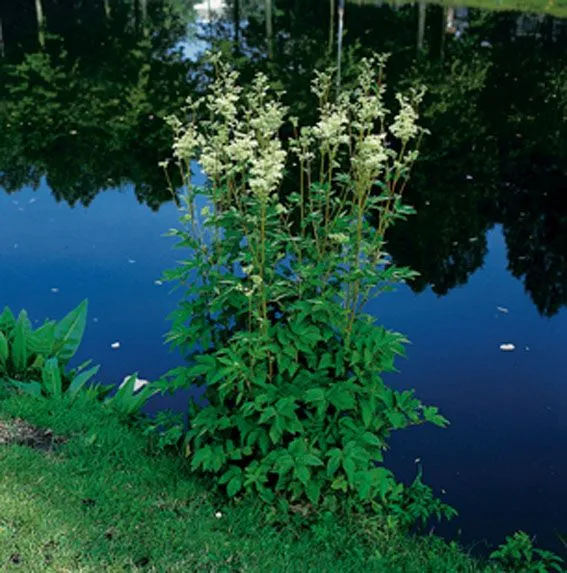 Filipendula ulmaria 9 cm kruka