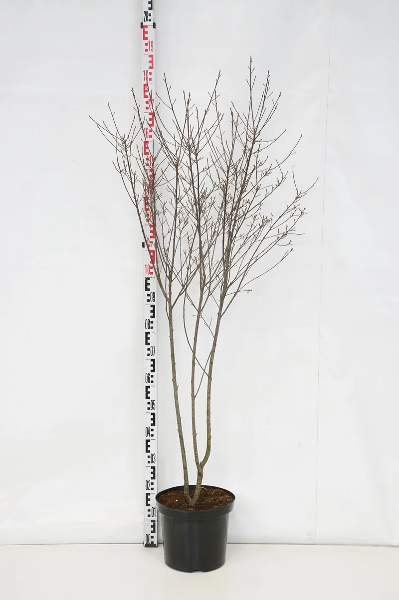 Frangula a. 'Aspleniifolia' (Rhamnus) C5 (5 liters kruka) 80-100 cm