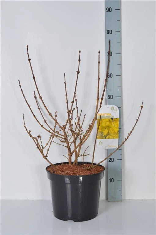 Forsythia int. 'Goldrausch' C5 (5 liters kruka) 50-60 cm