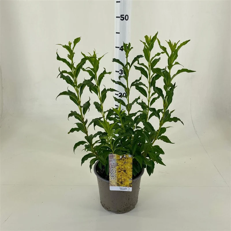 Forsythia int. 'Mikador' C3 (3 liters kruka) 25-30 cm