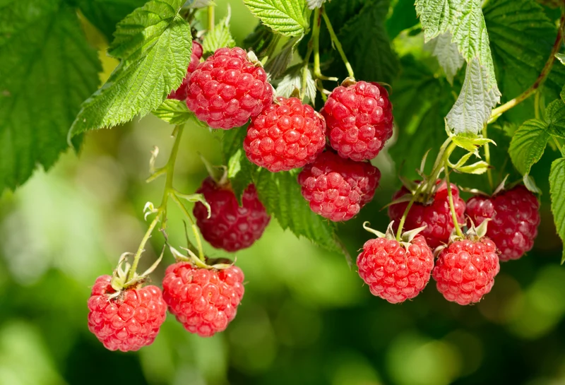 Rubus (Hallon) 'Heritage', 10-pack