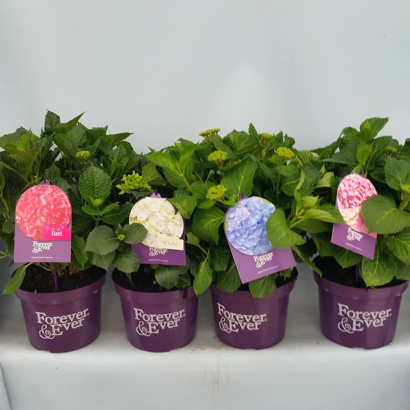 Hydrangea m. 'Forever&Ever'® White C5 (5 liters kruka) 30-40 cm
