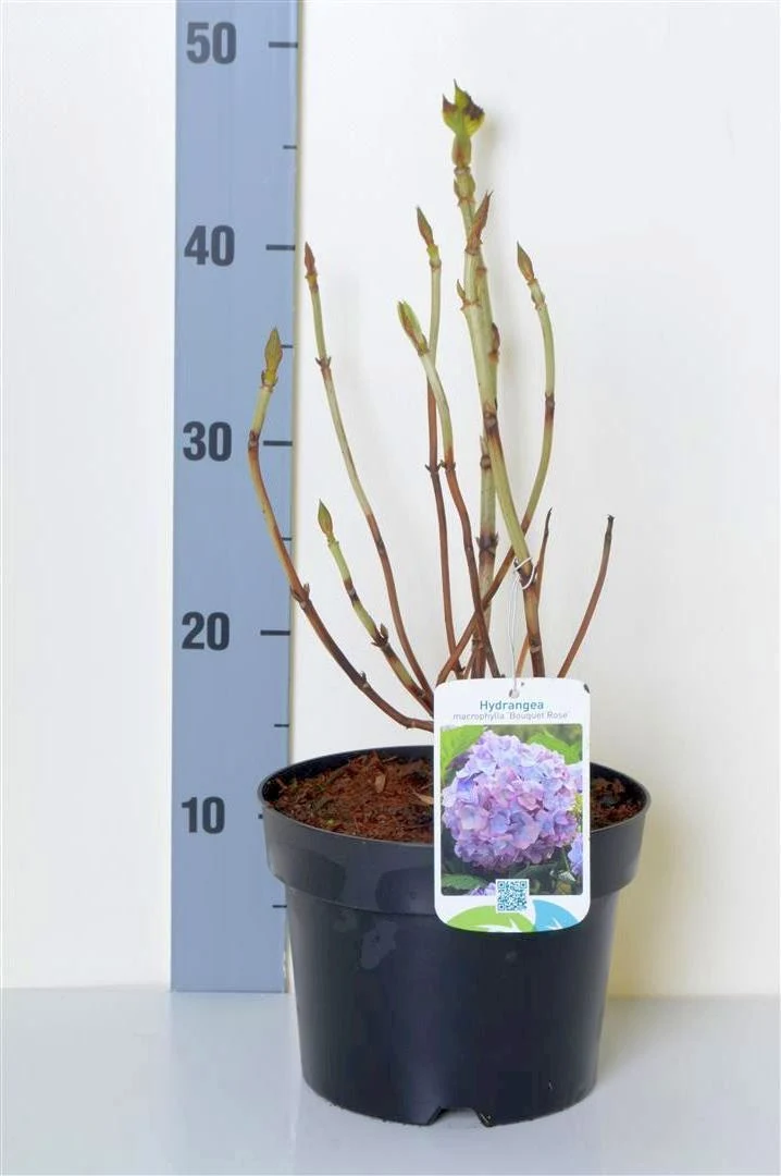 Hydrangea m. 'Bouquet Rose' C2 (2 liters kruka) 20-25 cm