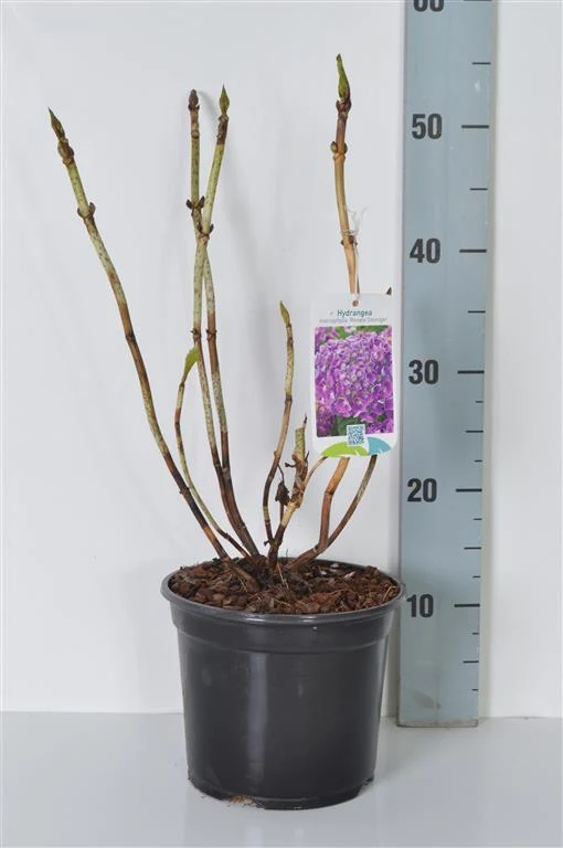 Hydrangea m. 'Renate Steiniger' C3 (3 liters kruka) 25-30 cm