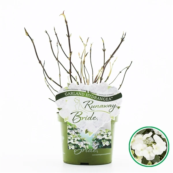 Hydrangea m. 'Runaway Bride'® C2 (2 liters kruka)
