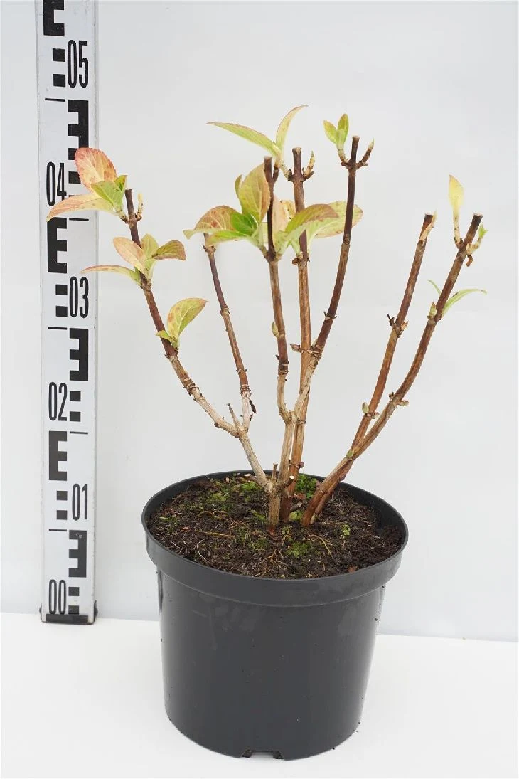 Hydrangea m. 'Ayesha' C2 (2 liters kruka) 30-40 cm