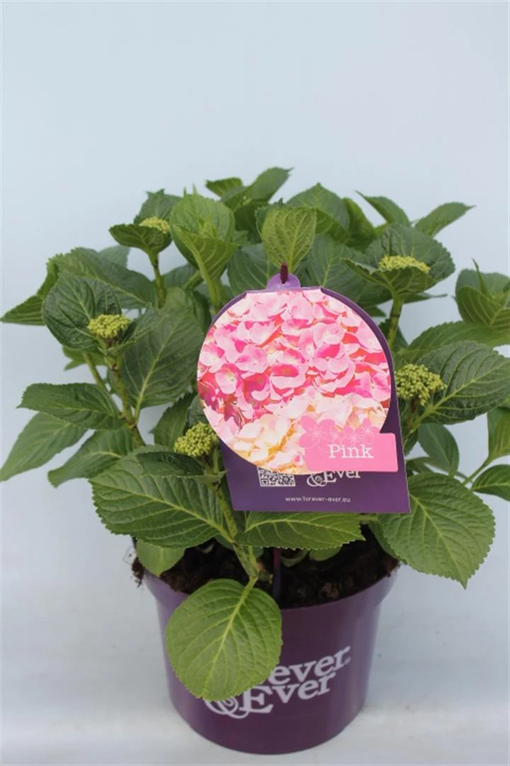 Hydrangea m. 'Forever&Ever'® Pink C5 (5 liters kruka) 30-40 cm