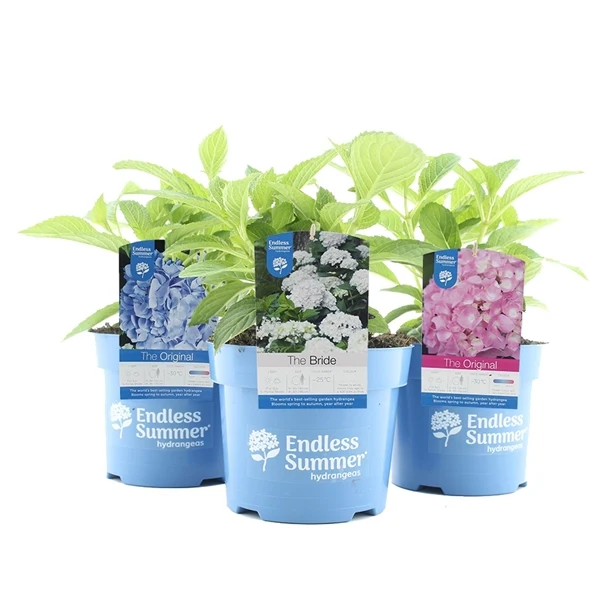 Hydrangea Endless Summer® i sorter C2 (2 liters kruka)