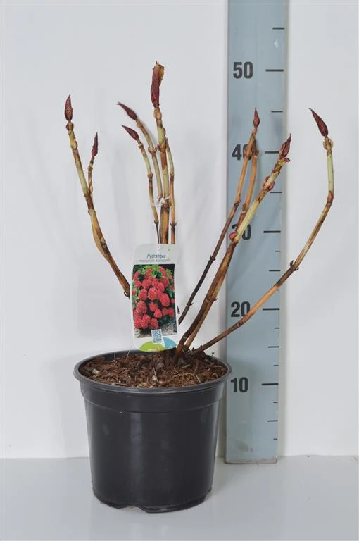 Hydrangea m. 'Alpengluhen' 25-30 cm - C3 (3 liters kruka)