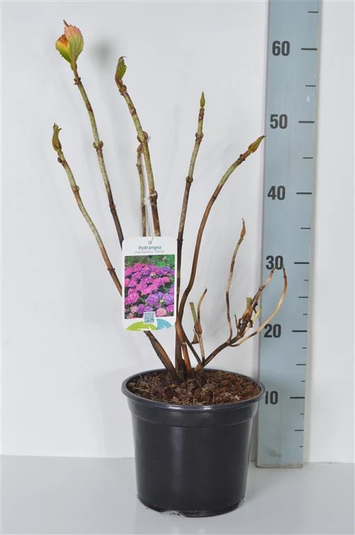 Hydrangea m. 'Sibilla' (Masja) C3 (3 liters kruka) / 19 cm kruka 25-30 cm