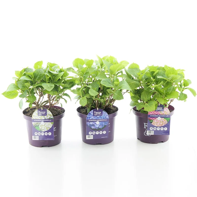 Hydrangea m. 'Forever&Ever'® Blue C5 (5 liters kruka) 30-40 cm