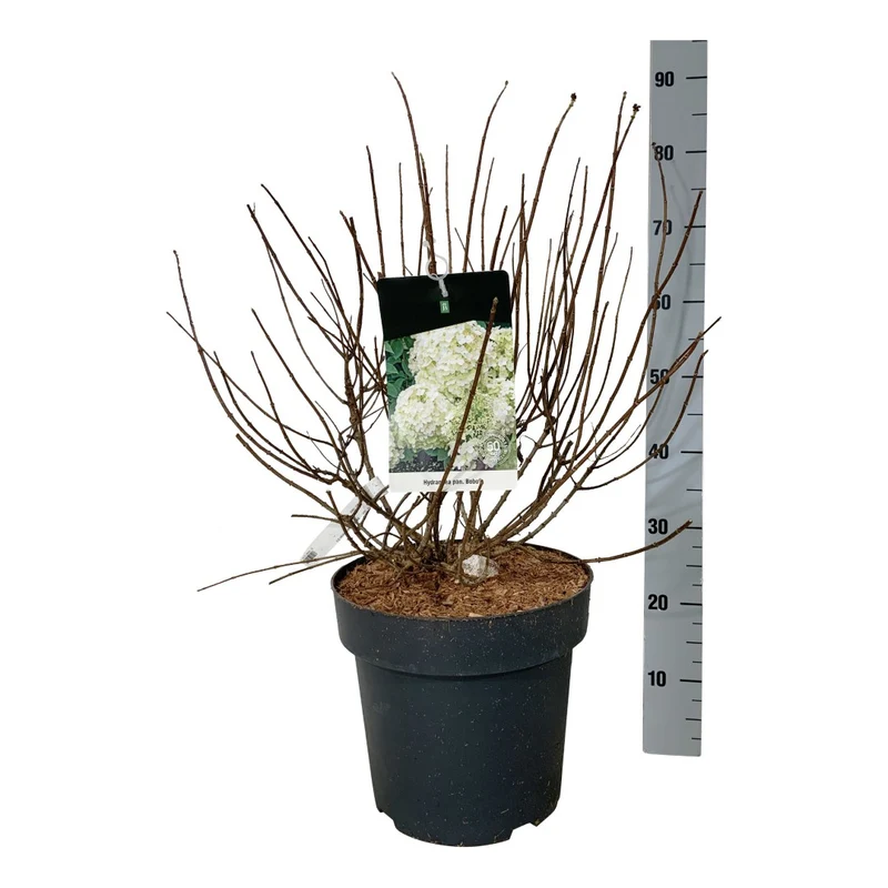 Hydrangea pan. 'Bobo' C5 (5 liters kruka) 30-40 cm