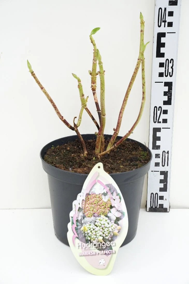 Hydrangea m. 'Mariesii Perfecta' C7,5 (7,5 liters kruka / 26 cm kruka)