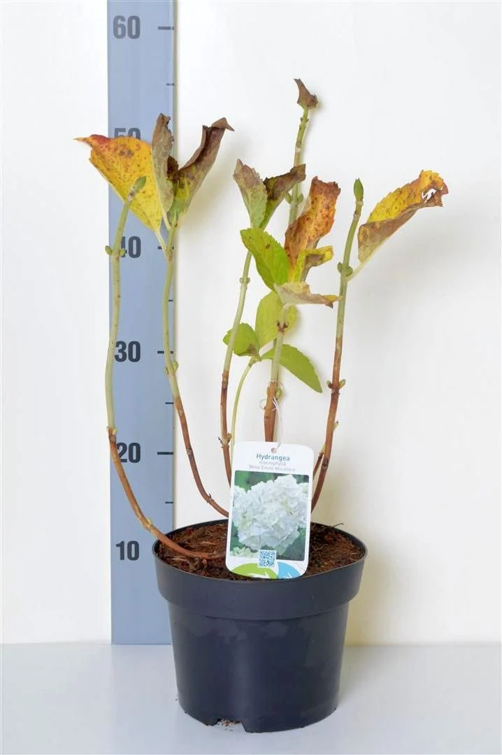 Hydrangea m. 'Mme E. Mouillere' C2 (2 liters kruka) 20-25 cm