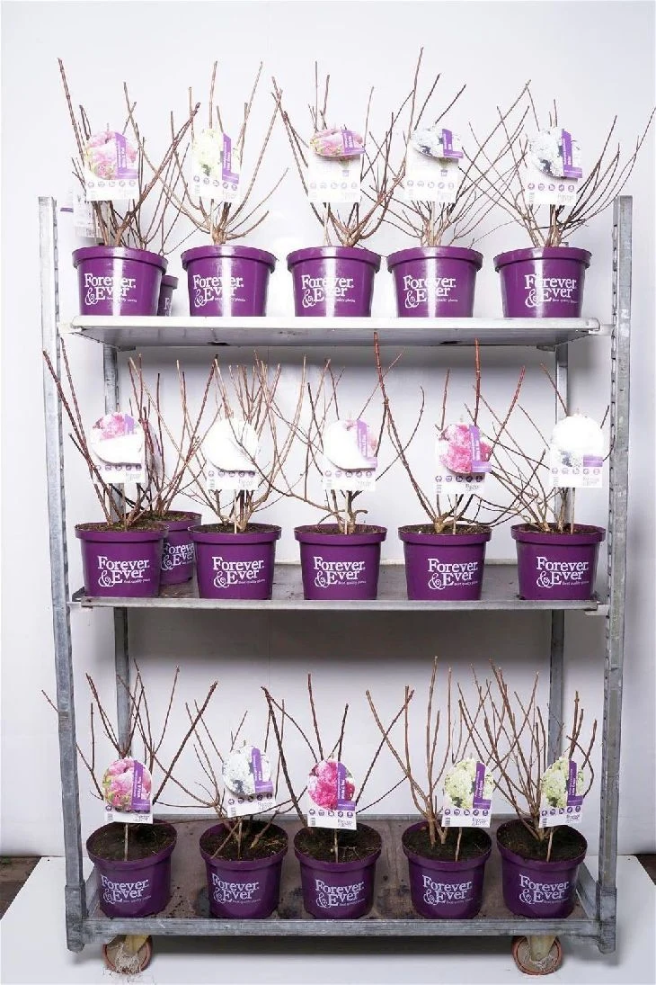 Hydrangea pan. 'Forever&Ever'® i sorter, C5 (5 liters kruka) 30-40 cm