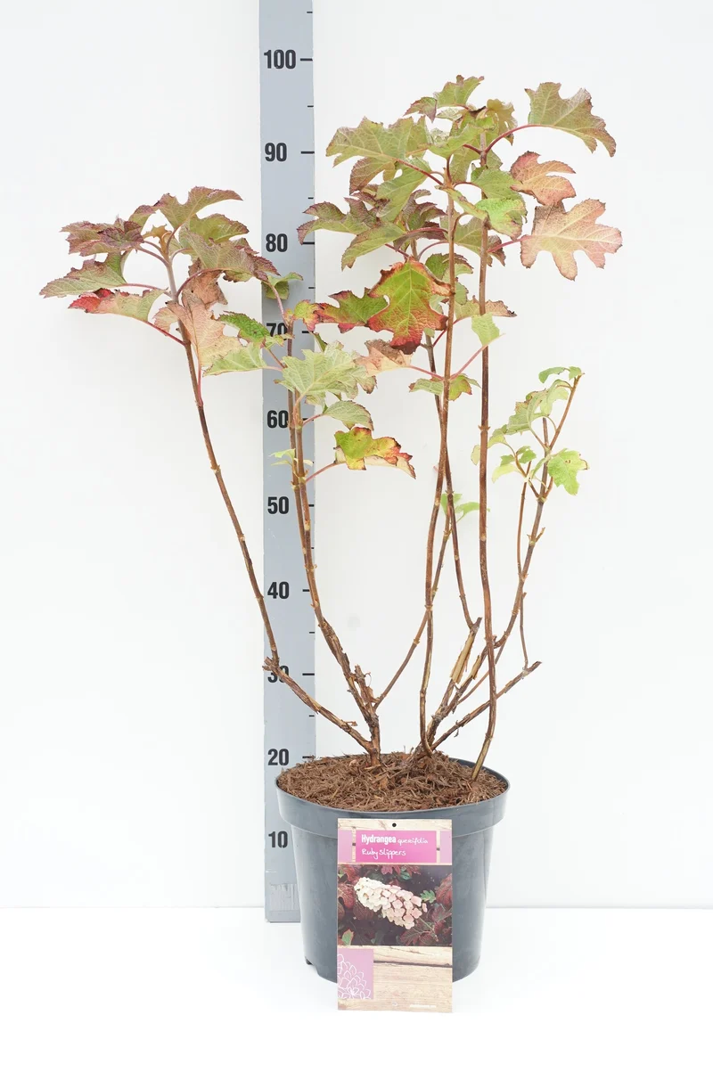 Hydrangea querc. 'Ruby Slippers' C3 (3 liters kruka) / 19 cm kruka 25+ cm