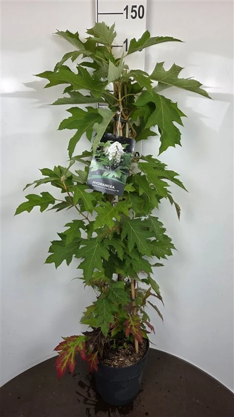Hydrangea querc. 'Ice Crystal' C3 (3 liters kruka) / 19 cm kruka
