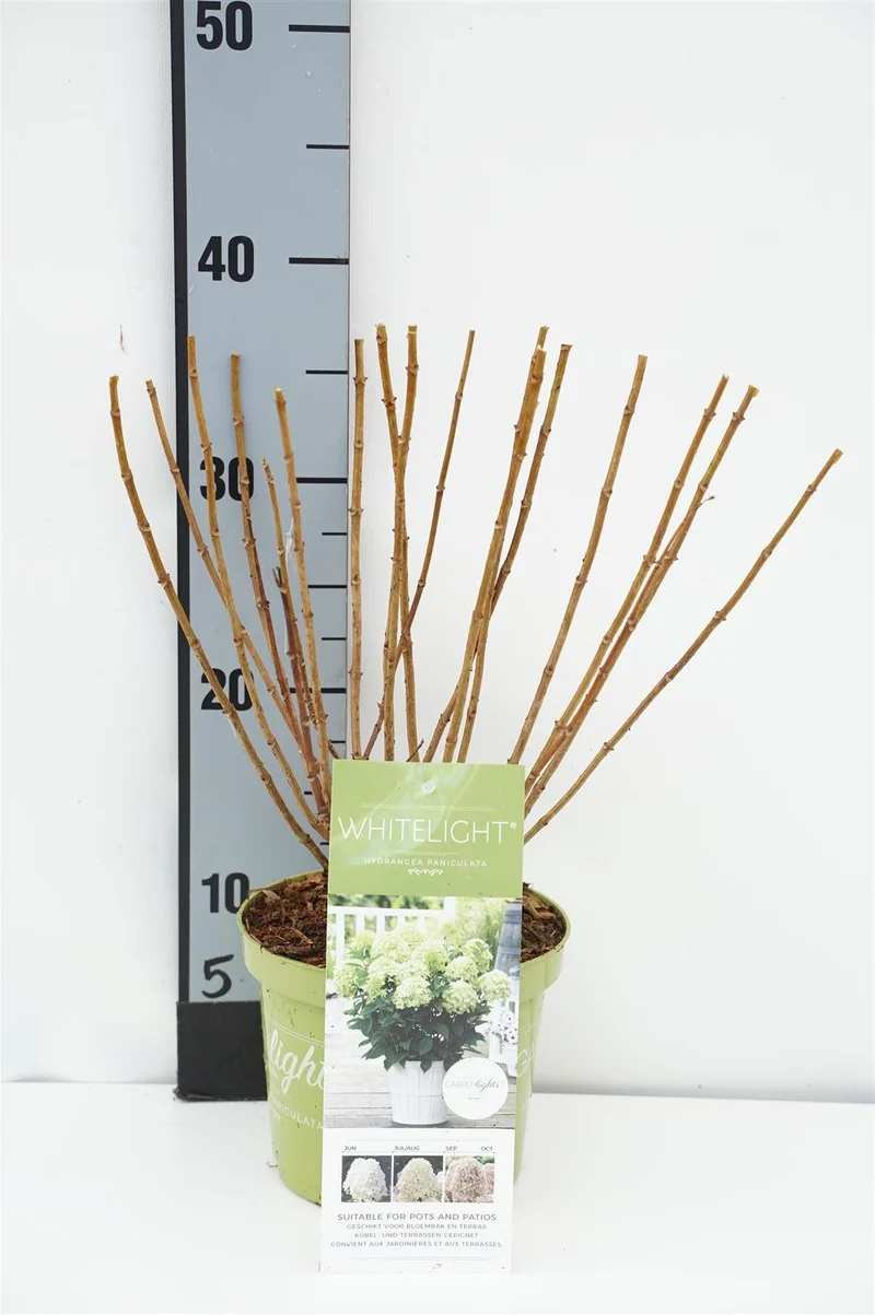 Vipphortensia Hydrangea pan. 'White Light'® C1,5 (1,5 liters kruka) 20-30 cm